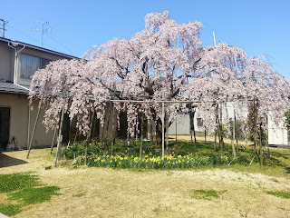 毎年のしだれ桜、新潟市江南区