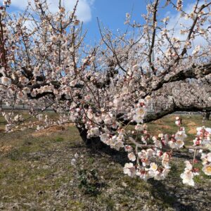 新潟市江南区の梅美台のうめ