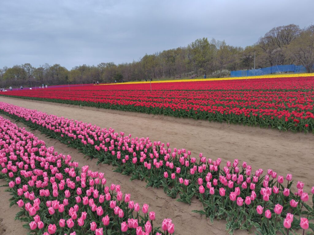 胎内市　チューリップフェスティバル