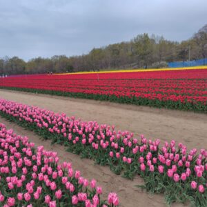 胎内市　チューリップフェスティバル